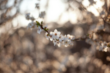 Blooming cherry plum. Abstract warm background. White flowers in backlight