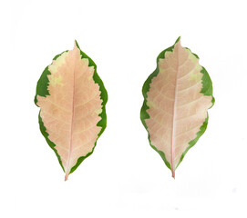 Caricature plant, Graptophyllum pictum plant close-up in natural light. Pseuderanthemum atropurpureum plant leaf isolated on white background. Front and back pictures of pink leaves