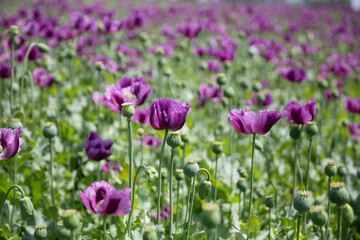 Blossom of purple poppy field against blue cloudy sky. Flowering Papaver with unripe seed heads at windy day. Maturing blue poppy flowers with pods in agriculture. Medical plants with straws.