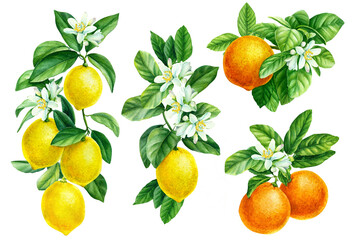 Watercolor illustration, branch of orange, mandarin, lemon on an isolated white background, botanical painting