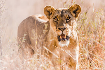 A lion Facing the camera at close range