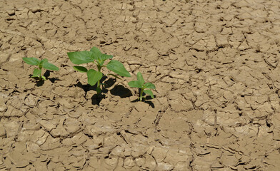Plant de tournesol et sécheresse