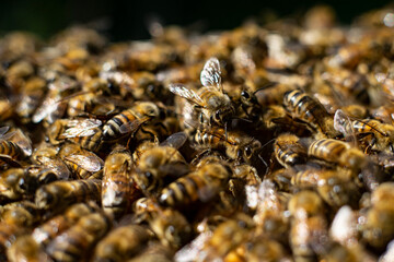 honey bees macro on honeycomb