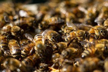 honey bees macro on honeycomb