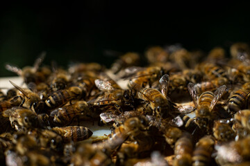 honey bees macro on honeycomb