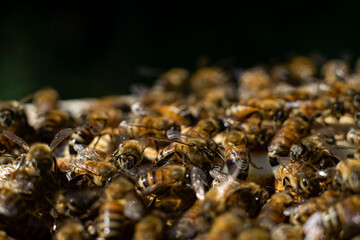 honey bees macro on honeycomb