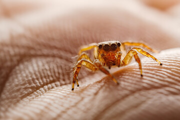 Jumping Spider on palm
