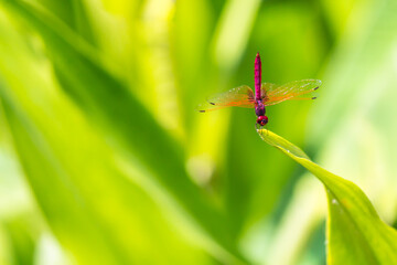Metallic dragonfly perched on a leaf by a river in the garden.