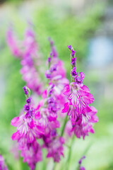 Blooming purple Ixia (Sparaxis) flower in the garden. Selective focus. Shallow depth of field.
