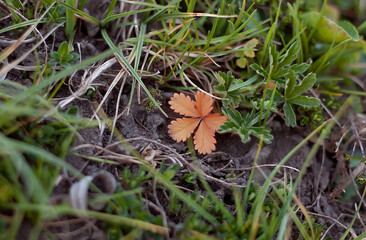 
One orange bright leaf among the green. Not like everyone else. One against all. Other