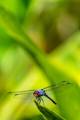 Metallic dragonfly perched on a leaf by a river in the garden.