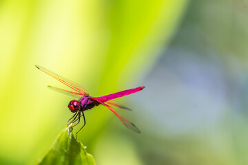 Metallic dragonfly perched on a leaf by a river in the garden.