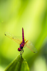Metallic dragonfly perched on a leaf by a river in the garden.