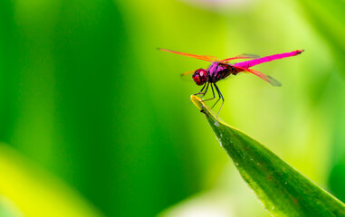 Metallic dragonfly perched on a leaf by a river in the garden.