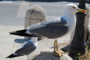 seagull on the beach