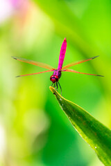 Metallic dragonfly perched on a leaf by a river in the garden.