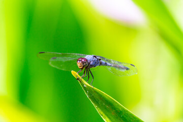 Metallic dragonfly perched on a leaf by a river in the garden.