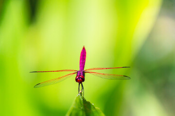 Metallic dragonfly perched on a leaf by a river in the garden.