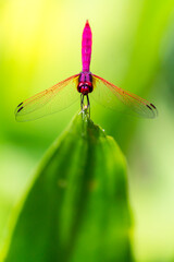 Metallic dragonfly perched on a leaf by a river in the garden.