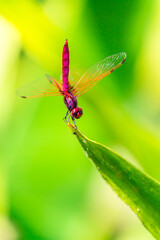 Metallic dragonfly perched on a leaf by a river in the garden.