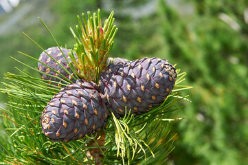 Cedar branch with cones in the autumn taiga forest.