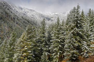 Mountains, winter snowy forest.
