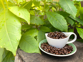 Arabica coffee beans with a cup of beverage are placed on a chopped tree, with a background of fresh green leaves with water droplets giving a sensation in the morning with copy space. cafe idea.