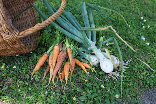 Carottes, ails dans le jardin, r&eacute;colte