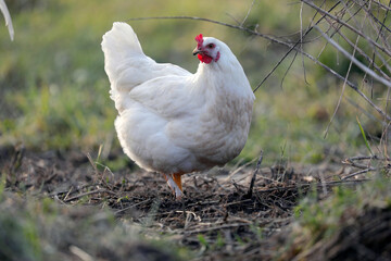 beautiful chicken and rooster. ecological farm contains free-range animals and birds
