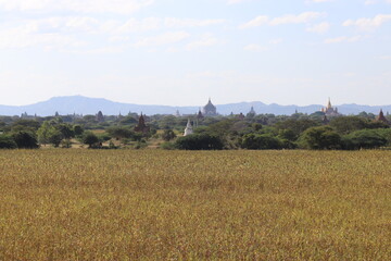 Fototapeta na wymiar Champs et temples à Bagan, Myanmar