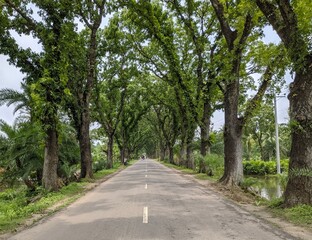 There are many trees besides the road