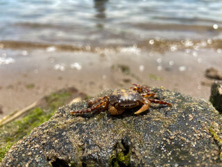 close up of crab on the beach rock with moss