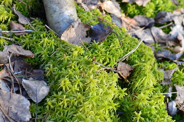 moss on the tree