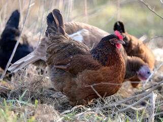 beautiful chicken and rooster. ecological farm contains free-range animals and birds