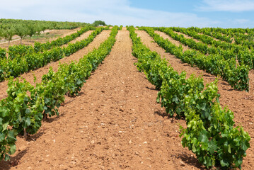 Fototapeta na wymiar Vineyard in summer, La Rioja, Spain