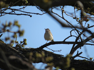 Bird  Common Whitethroat