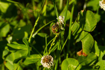 bee on the flower in spring on park 