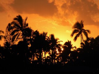 Fototapeta na wymiar Vivid Tropical Sunset with orange sky and silhouetted palm trees