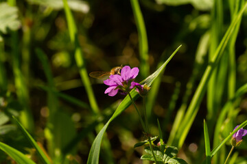 
Bumblebee on a flowering plant goes for nectar and blurred background in the spring in the park