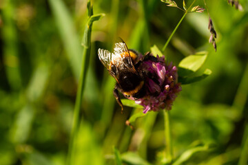 
Bumblebee on a flowering plant goes for nectar and blurred background in the spring in the park
