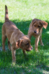 Labrador-Duo in der Welpenstunde hoch