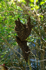 swarm of bees in a tree