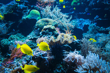 Naklejka na ściany i meble Tropical Fish on a coral reef. colourfull fishes in dark deep blue water