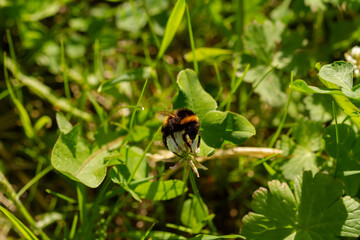 
Bumblebee on a flowering plant goes for nectar and blurred background in the spring in the park