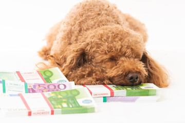 Little dog and money. money different banknotes with poodle dog