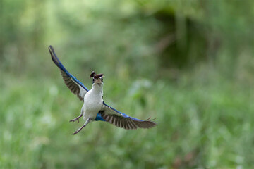 Collared Kingfisher.The beauty of the Blue Bird Collared kingfisher.