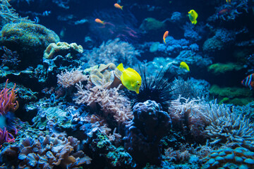 Naklejka na ściany i meble Coral reef and fish underwater photo. Underwater world scene.