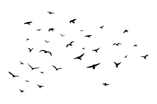 A flock of flying birds. Vector illustration. EPS 10