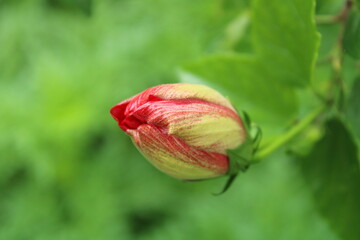 Hibiscus rosa-sinensis OR chembarathi bud with leaves in the background.