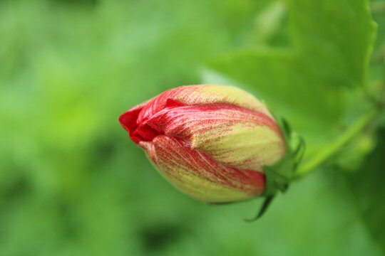 Hibiscus rosa-sinensis OR chembarathi bud with leaves in the background.